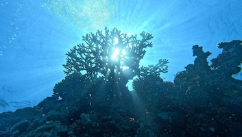 Plongée sous-marine à Sharm El Sheikh, Égypte
