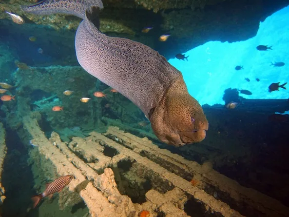 Immersioni in barca 5 giorni