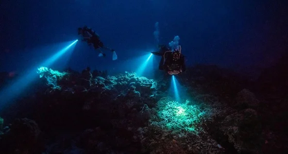 1 Night Dive