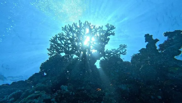 1 Early Morning Dive