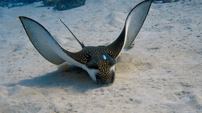 Try Ras Ghamila Shore Diving