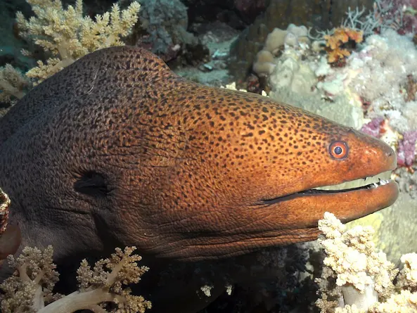 Immersione notturna al reef di casa