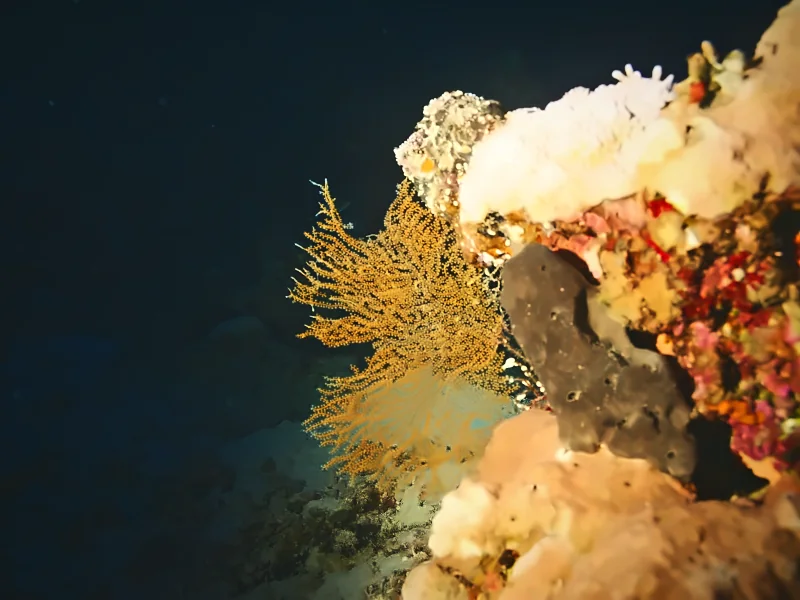 Sea fan and reef lit up on a night dive