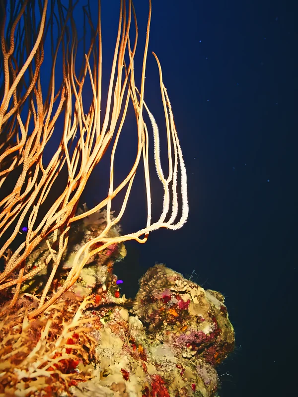 Sea whips glowing in a dive light against the dark water