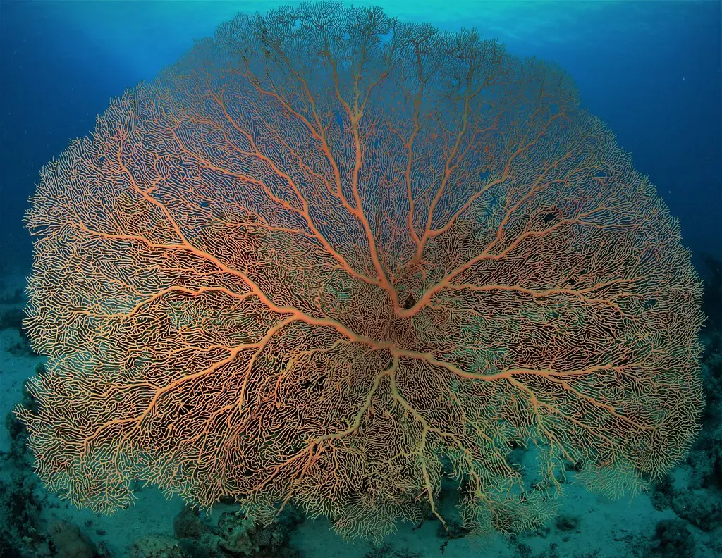 Korallenriff Makadi Bay