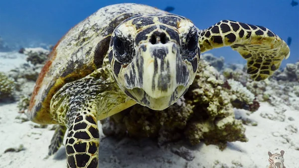 Session Aquarius Hurghada