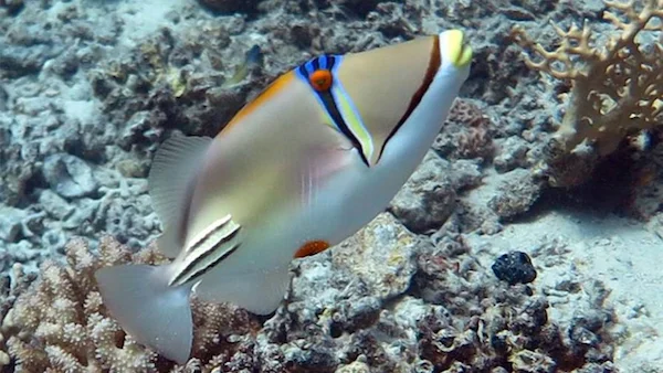 Ausflüge Aquarius Hurghada