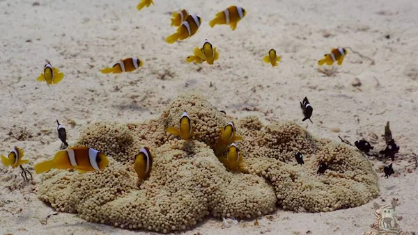 Tauchen bei Aquarius Hurghada