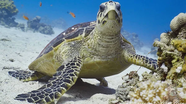 Tauchen Aquarius Hurghada