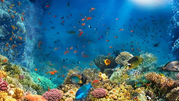 Galerie Aquarius Hurghada