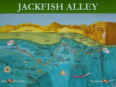 Jackfish Alley Ras Mohamed