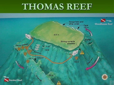 Thomas Reef Tiran