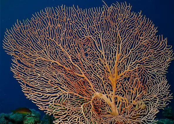 Table Corals Ras Gamila