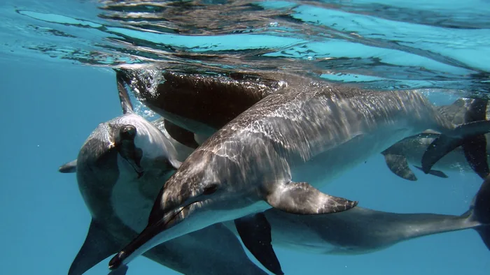 Dolphin Encounter Voyage in Hurghada 