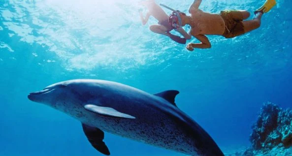 Hurghada Delfin-Haus-Tour