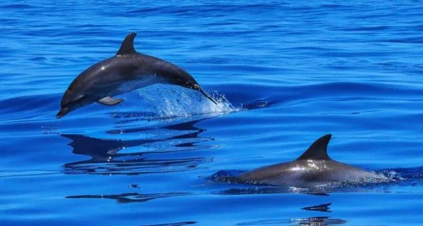 Delfin-Haus Hurghada Tour