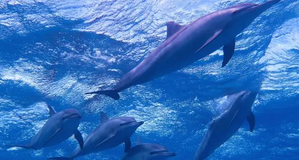 Delfin-Haus-Tour Hurghada