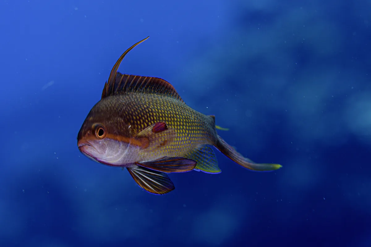 Un anthias commun mâle de profil, montrant la troisième épine dorsale très allongée, une queue fourchue aux lobes allongés et une tache rouge bordeaux à la base de la nageoire pectorale, le corps brun olive avec des centres d'écailles jaune-vert