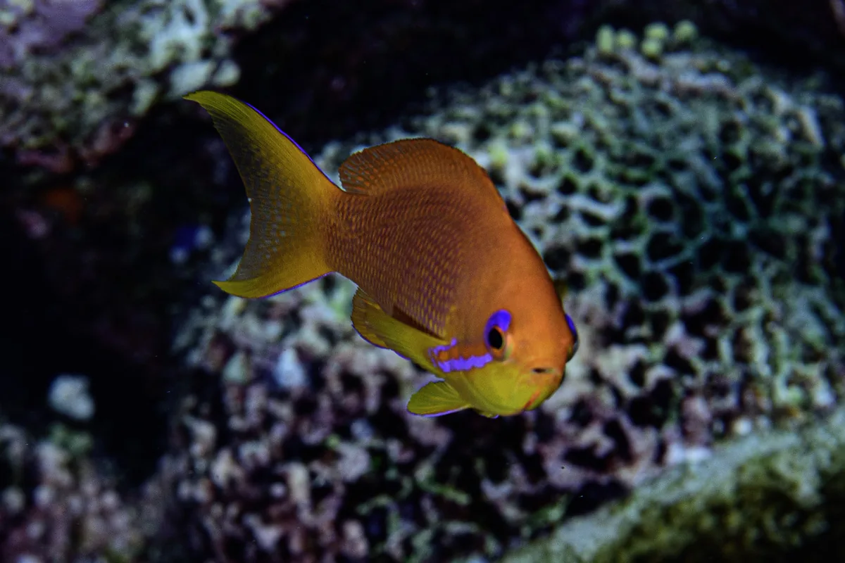Un anthias commun femelle, orange doré avec une queue jaune et une bande violette sous l'œil, près d'une tête de corail