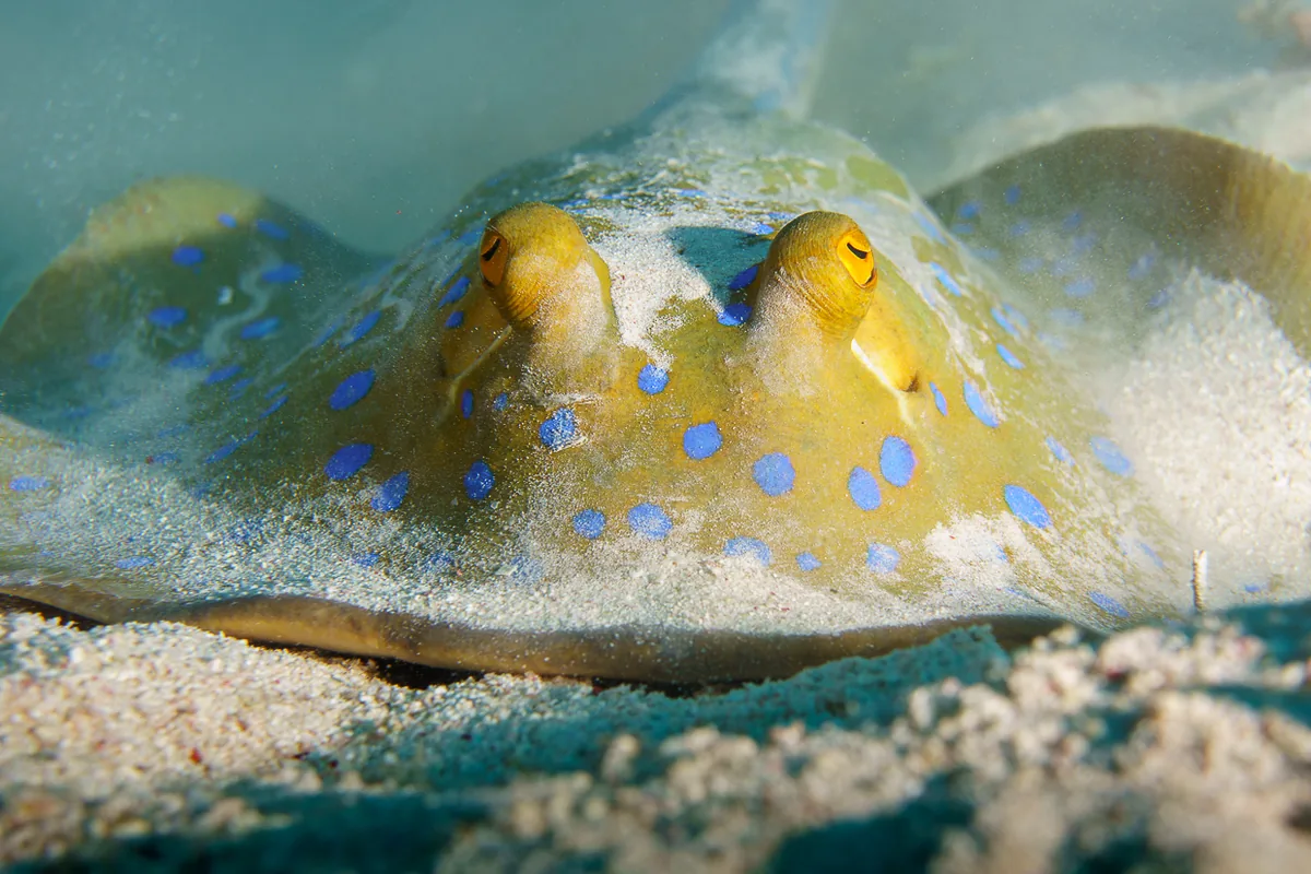 Vue de face d'une raie pastenague à taches bleues posée sur le sable, montrant les taches bleu vif de son disque et ses yeux saillants.