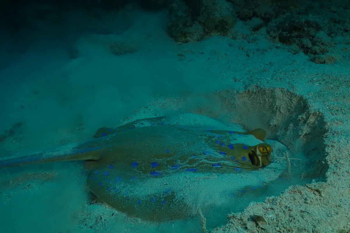 Une raie pastenague à taches bleues installée dans un léger creux du sable, sur un récif de la mer Rouge.