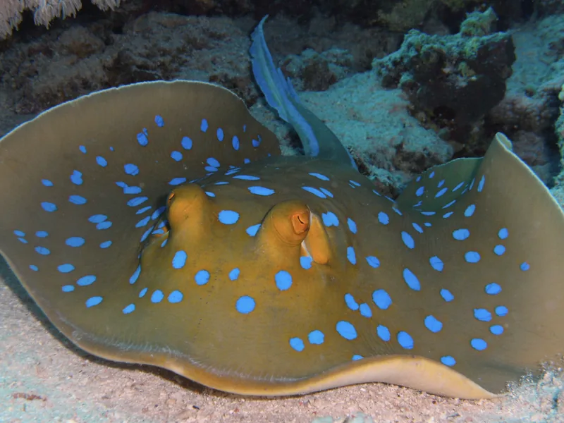 Bluespotted ribbontail ray resting under a Red Sea coral ledge