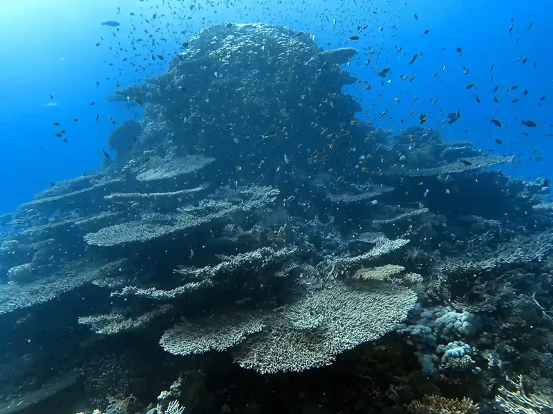 Careless Reef, Hurghada — coral pinnacles and reef fish over the offshore reef