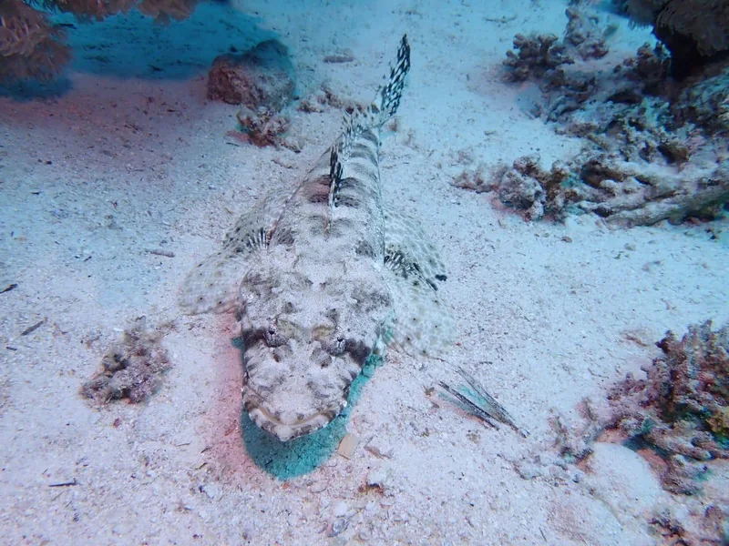Camouflaged crocodilefish lying on a Red Sea reef
