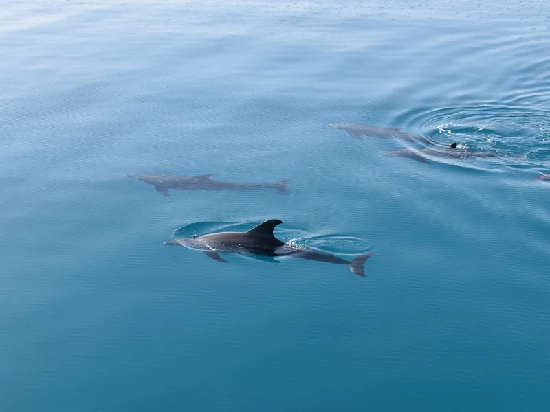 Spinner dolphins over the turquoise reef at Dolphin House (Shaab El Erg), Red Sea near Hurghada
