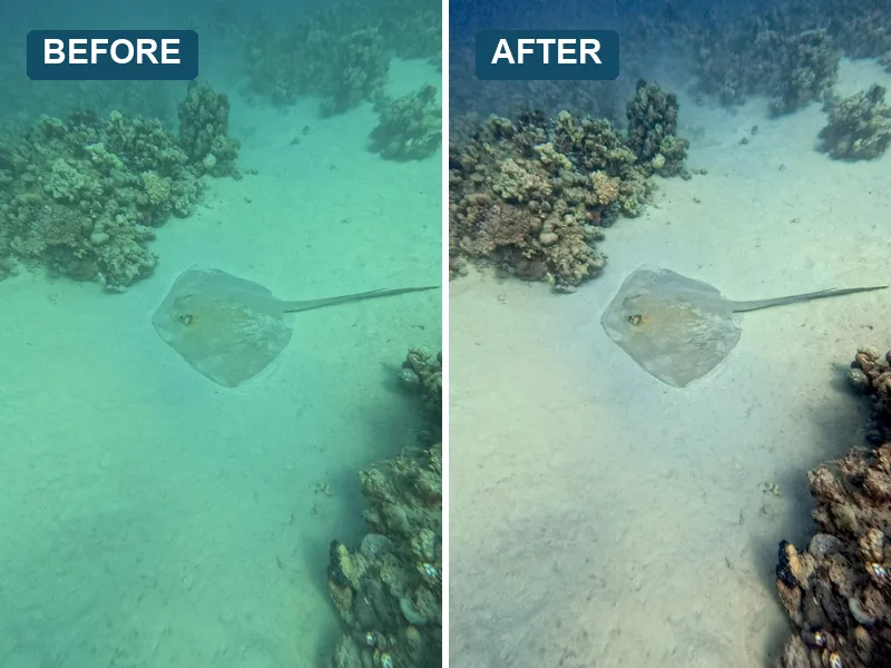 Underwater photo of a stingray over Red Sea reef, before and after colour correction