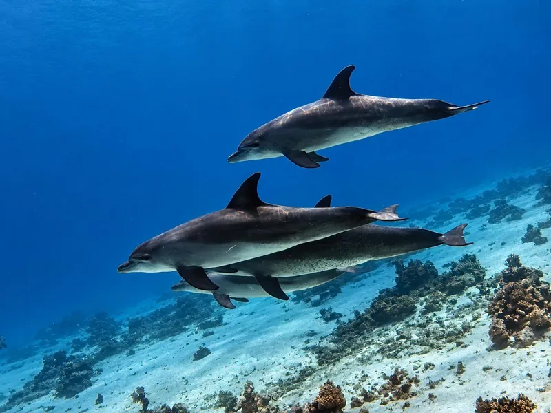 Gota Abu Ramada, Hurghada — a pod of dolphins over the reef