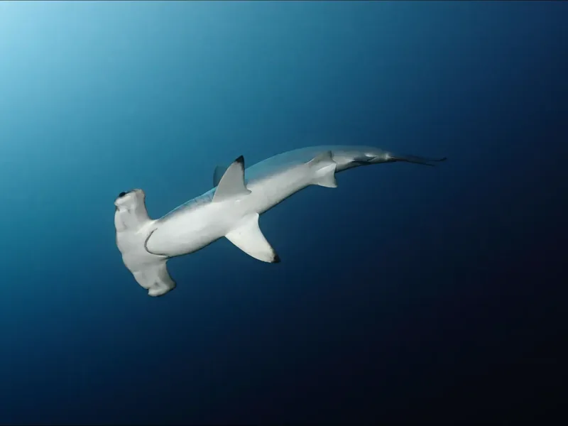 Scalloped hammerhead shark Sphyrna lewini in Red Sea