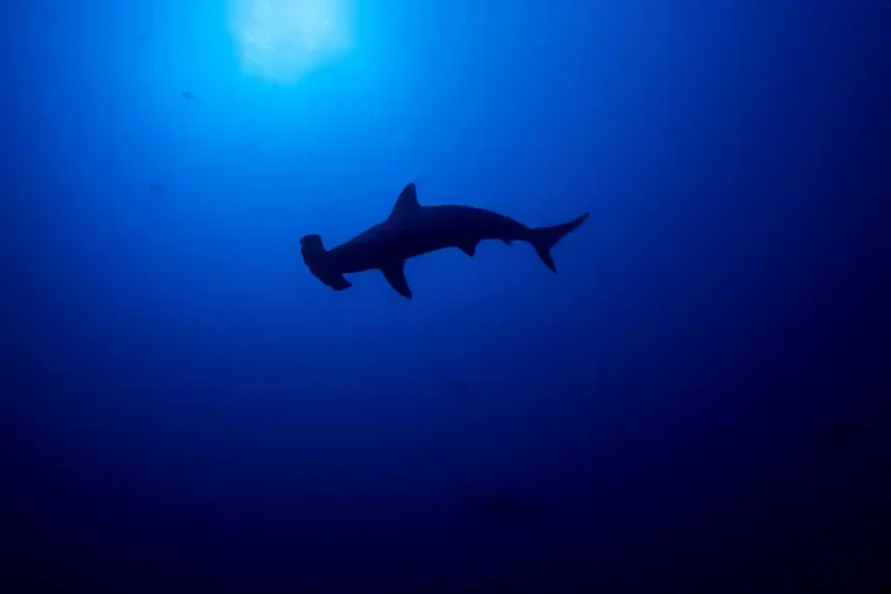 Jackson Reef diving Tiran