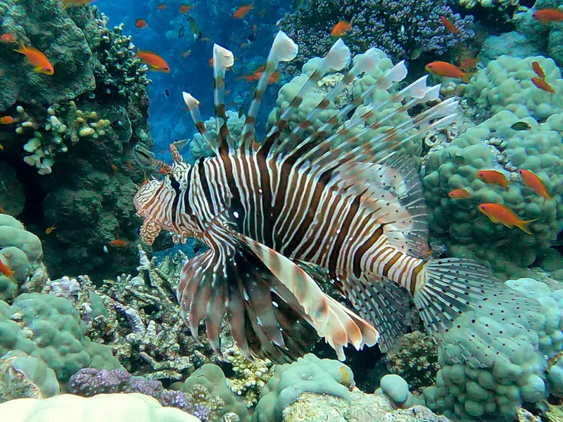 Common lionfish Pterois miles on Red Sea coral reef