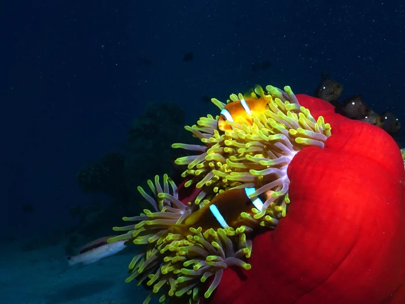 A pair of Red Sea anemonefish (clownfish) in their anemone on a colourful coral reef in the Red Sea