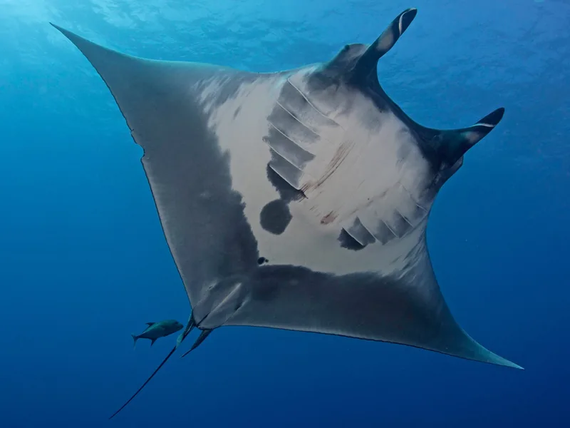 Oceanic manta ray at Daedalus Reef Red Sea