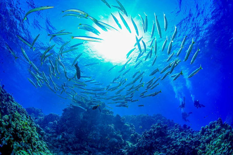 Ras Ghamila shore diving Sharm El Sheikh