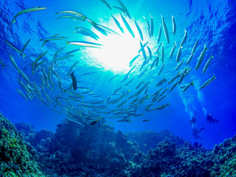 Coral wall and schooling fish at Shark and Yolanda Reef, Ras Mohammed National Park, Red Sea