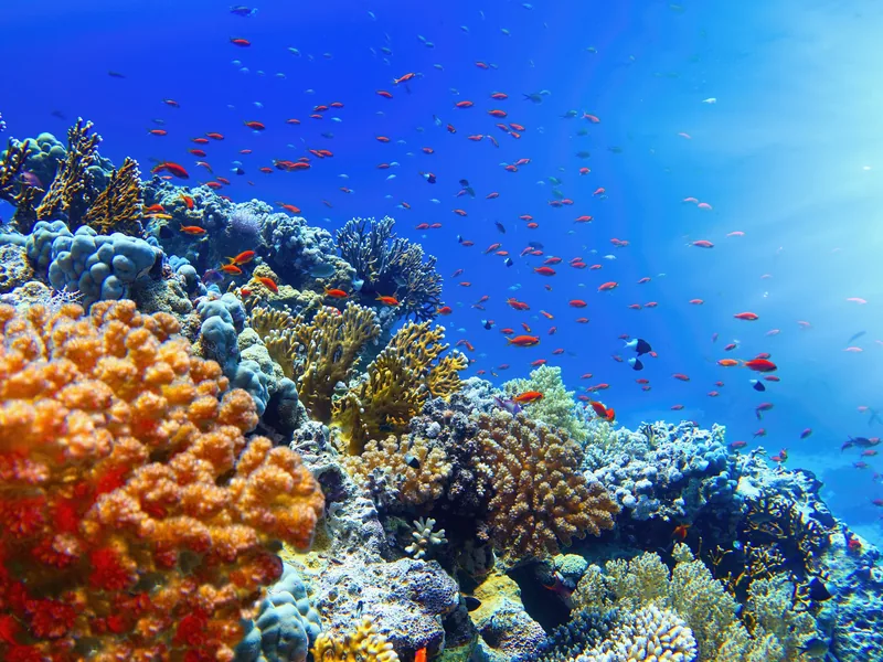The gorgonian fan corals and reef wall of Ras Um Sid, Sharm el-Sheikh