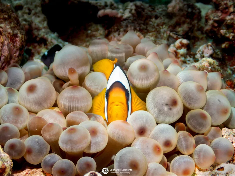 Red Sea anemonefish in its host sea anemone