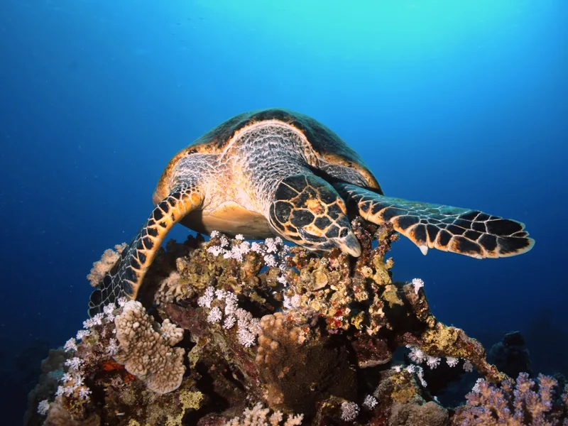 A sea turtle gliding over a coral reef in the clear blue water of the Red Sea