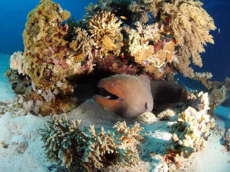 A healthy hard and soft coral reef in the Red Sea with clouds of orange anthias over the coral