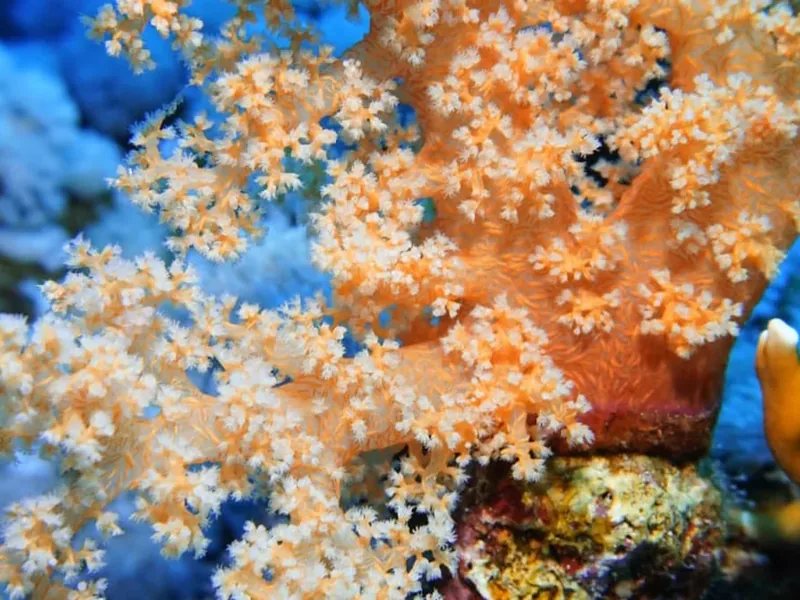Scuba diving over a vibrant coral reef in the Red Sea, Egypt