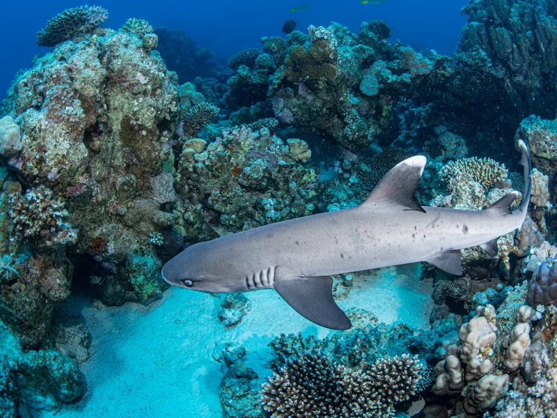 Whitetip reef shark on Red Sea reef