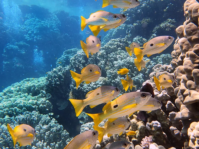 A school of snappers over the coral reef at Sahl Hasheesh, Red Sea