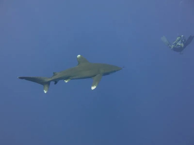 Diver with scalloped hammerhead shark in the Red Sea