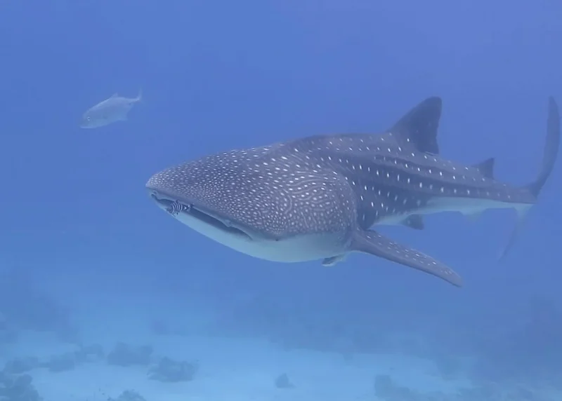 Whale shark Rhincodon typus swimming with divers Red Sea