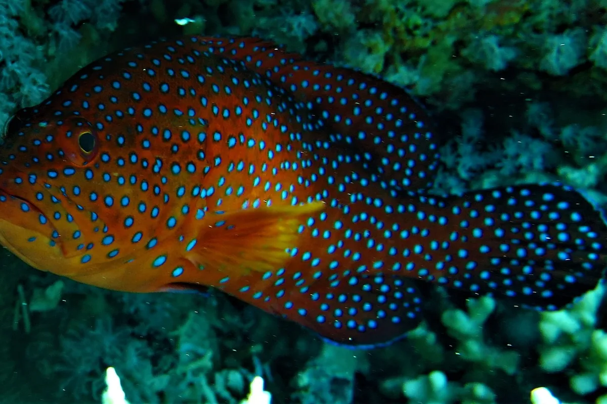 Gros plan d'un mérou corail (Cephalopholis miniata) montrant son corps orange-rouge densément couvert de petites taches bleu électrique et une nageoire pectorale orange unie.
