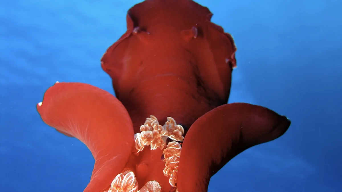 Gros plan de polypes de corail dur en bonne santé de la mer Rouge et d'une colonie de corail branchu