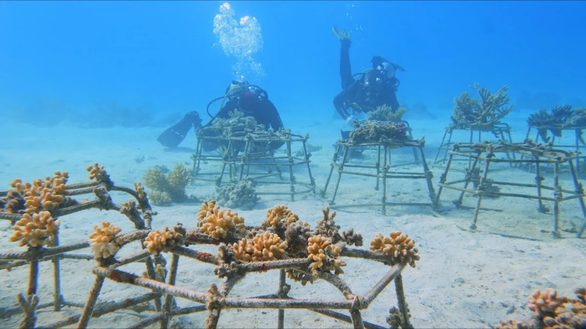 Des fragments de corail poussant sur une structure dans une pépinière corallienne sous-marine, prêts à être transplantés sur le récif